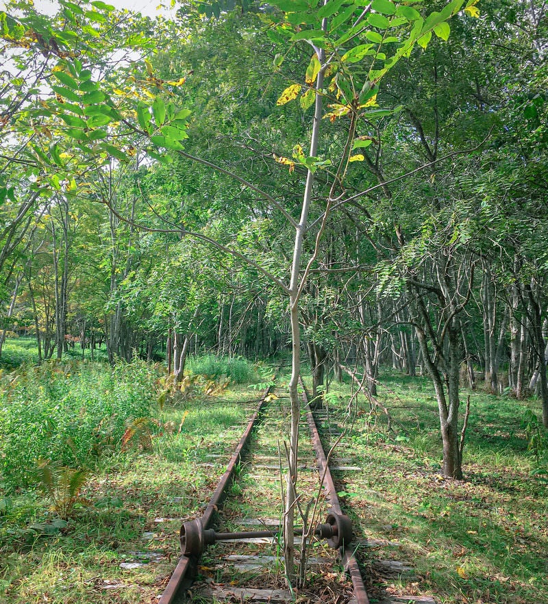 廃駅の線路に立ちはだかる木の写真