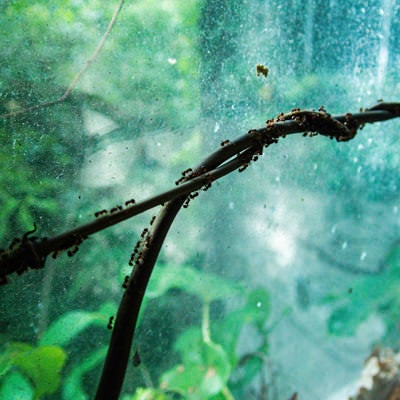 群れる小型の蟻の素材