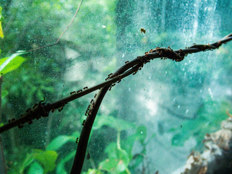 Small Ants in Swarms