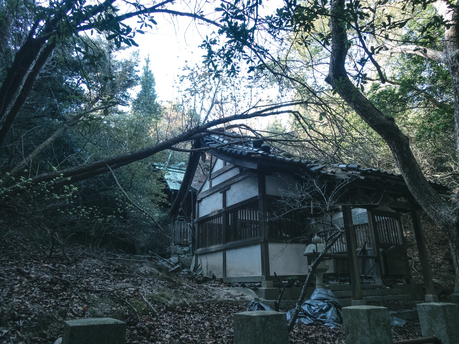 「廃屋に倒れる木」の写真