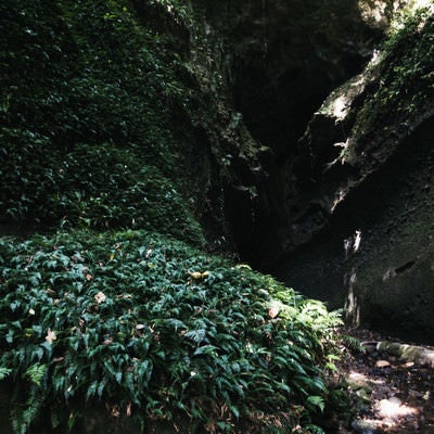 伊尾木洞の群生するシダの写真