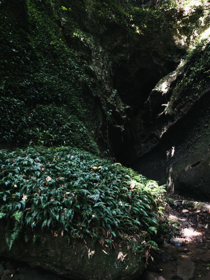 「伊尾木洞の群生するシダ」の写真