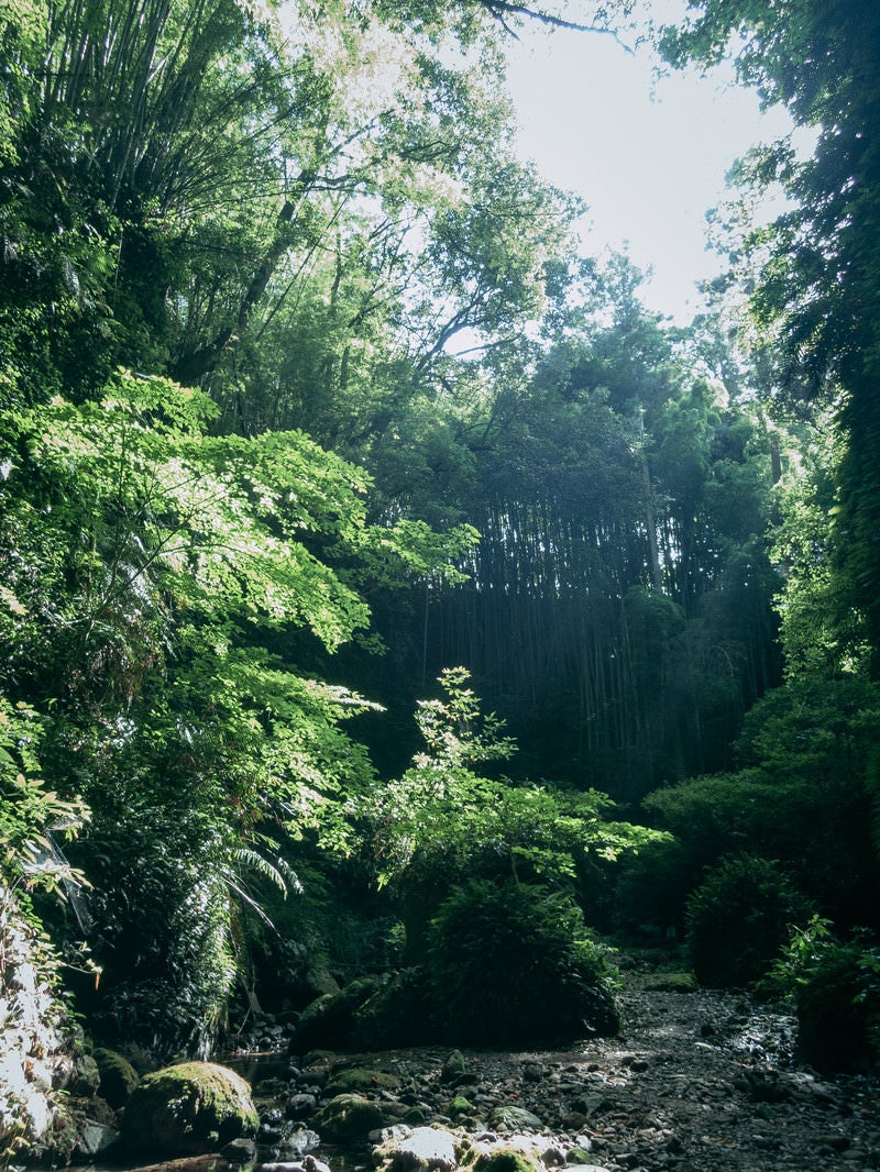 「木漏れ日と群生する伊尾木洞のシダ」の写真