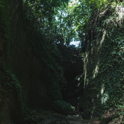 伊尾木洞の岩肌に群生するシダ植物の写真