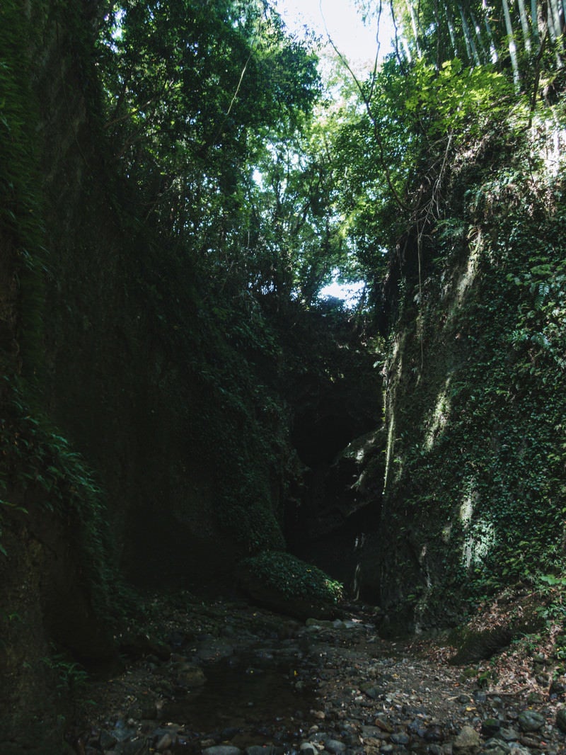 「伊尾木洞の岩肌に群生するシダ植物」の写真