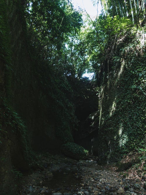 伊尾木洞の岩肌に群生するシダ植物の写真
