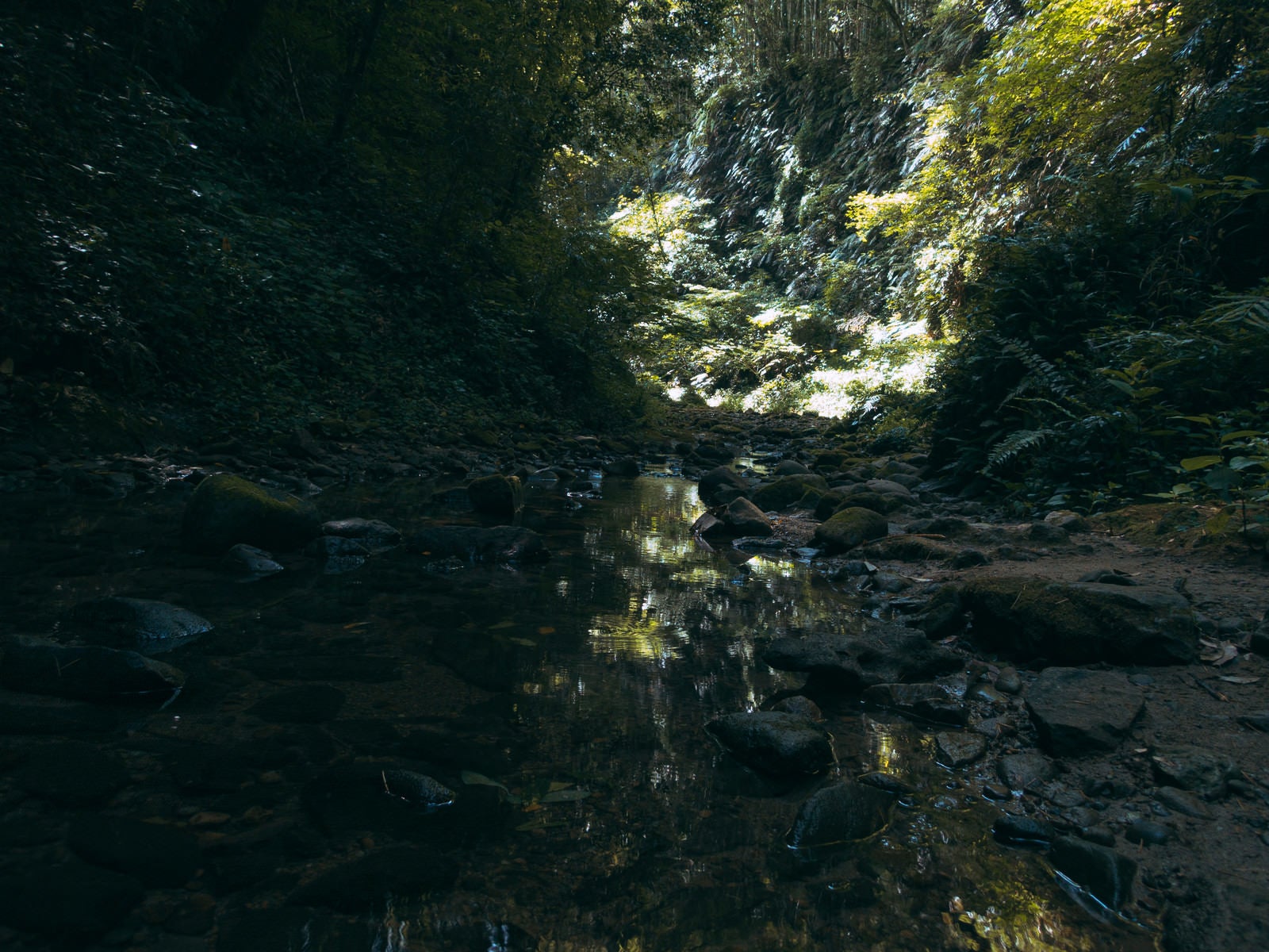 「伊尾木洞のシダ植物と水流」の写真