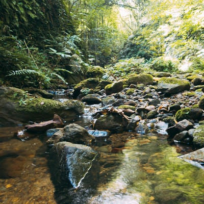 水流の先にある伊尾木洞のシダ植物の写真