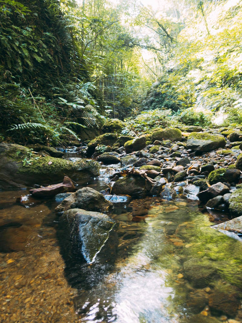 「水流の先にある伊尾木洞のシダ植物」の写真