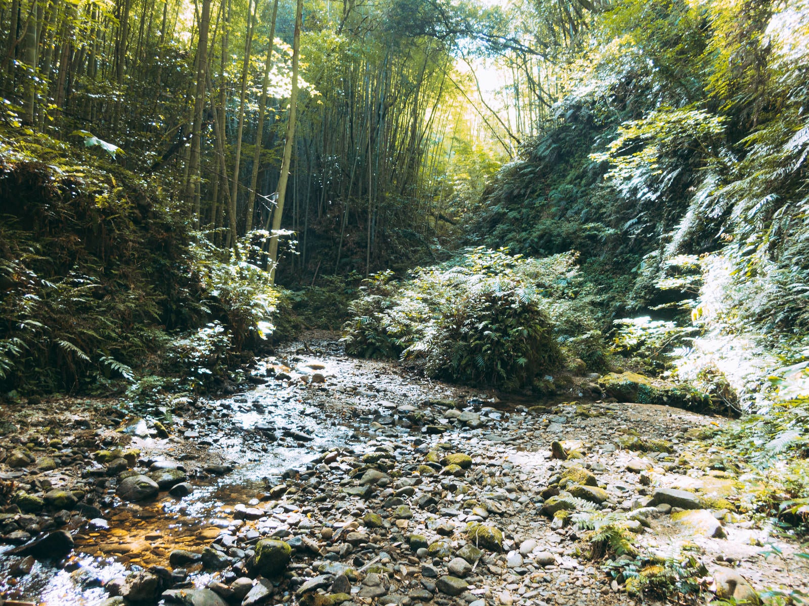 「伊尾木洞水流の先にある竹林とシダ植物」の写真