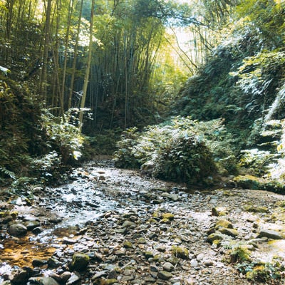 伊尾木洞水流の先にある竹林とシダ植物の写真