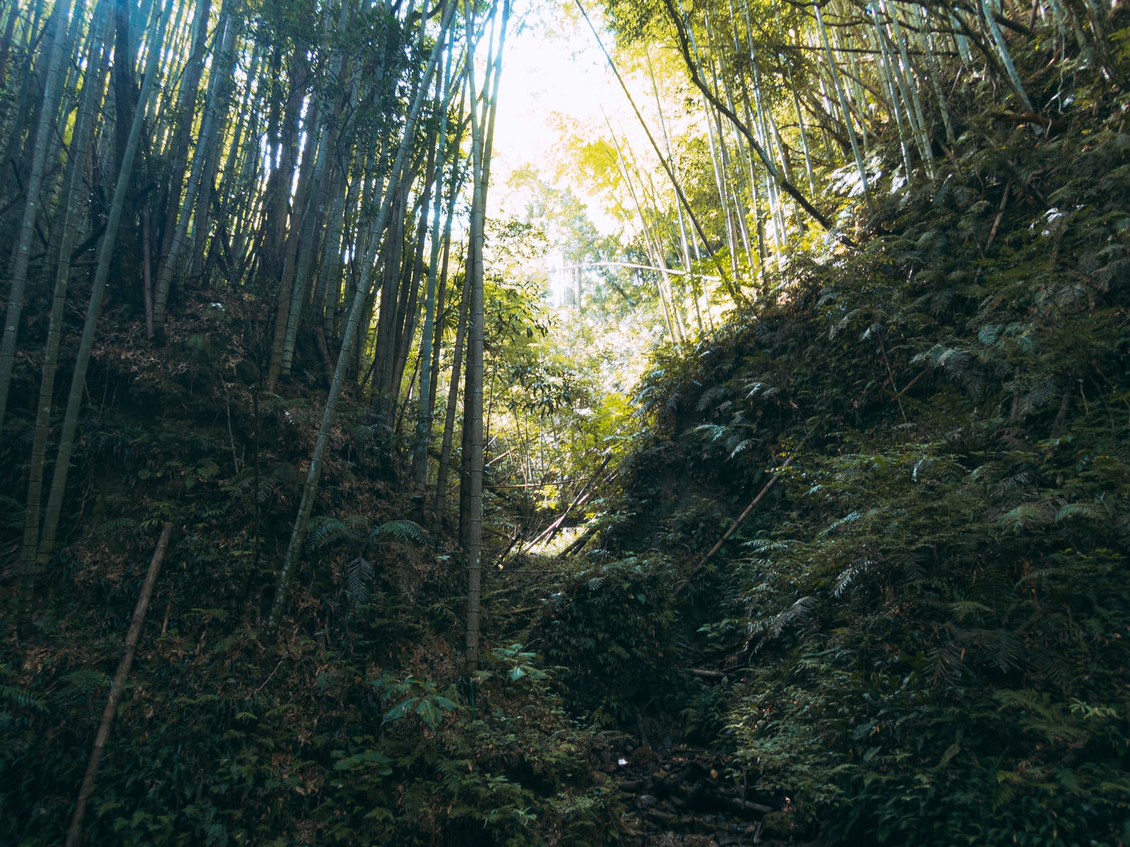 「伊尾木洞の竹林と山道」の写真