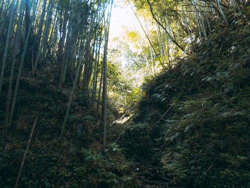 伊尾木洞の竹林と山道の写真