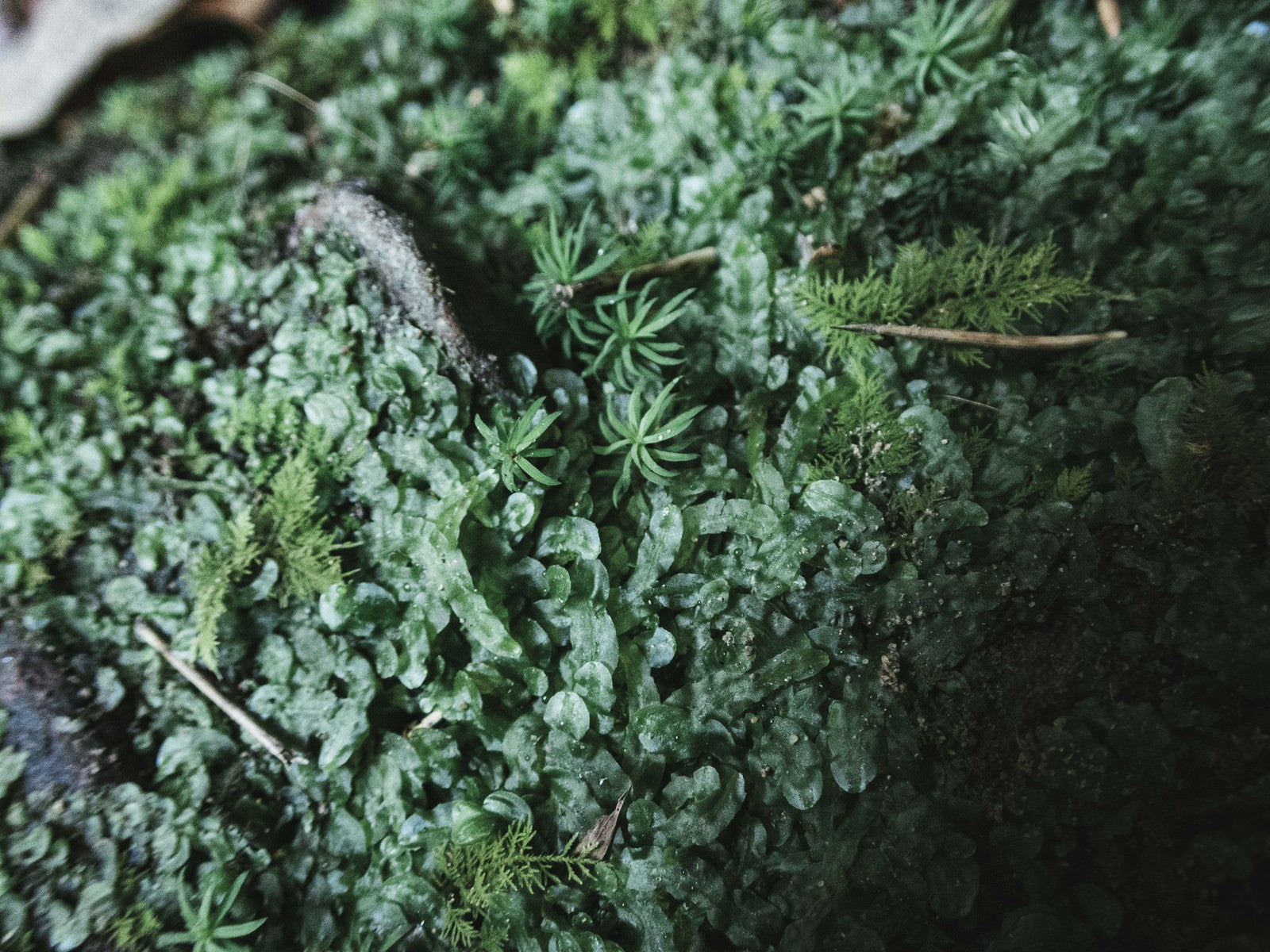 「伊尾木洞のシダ植物と苔」の写真