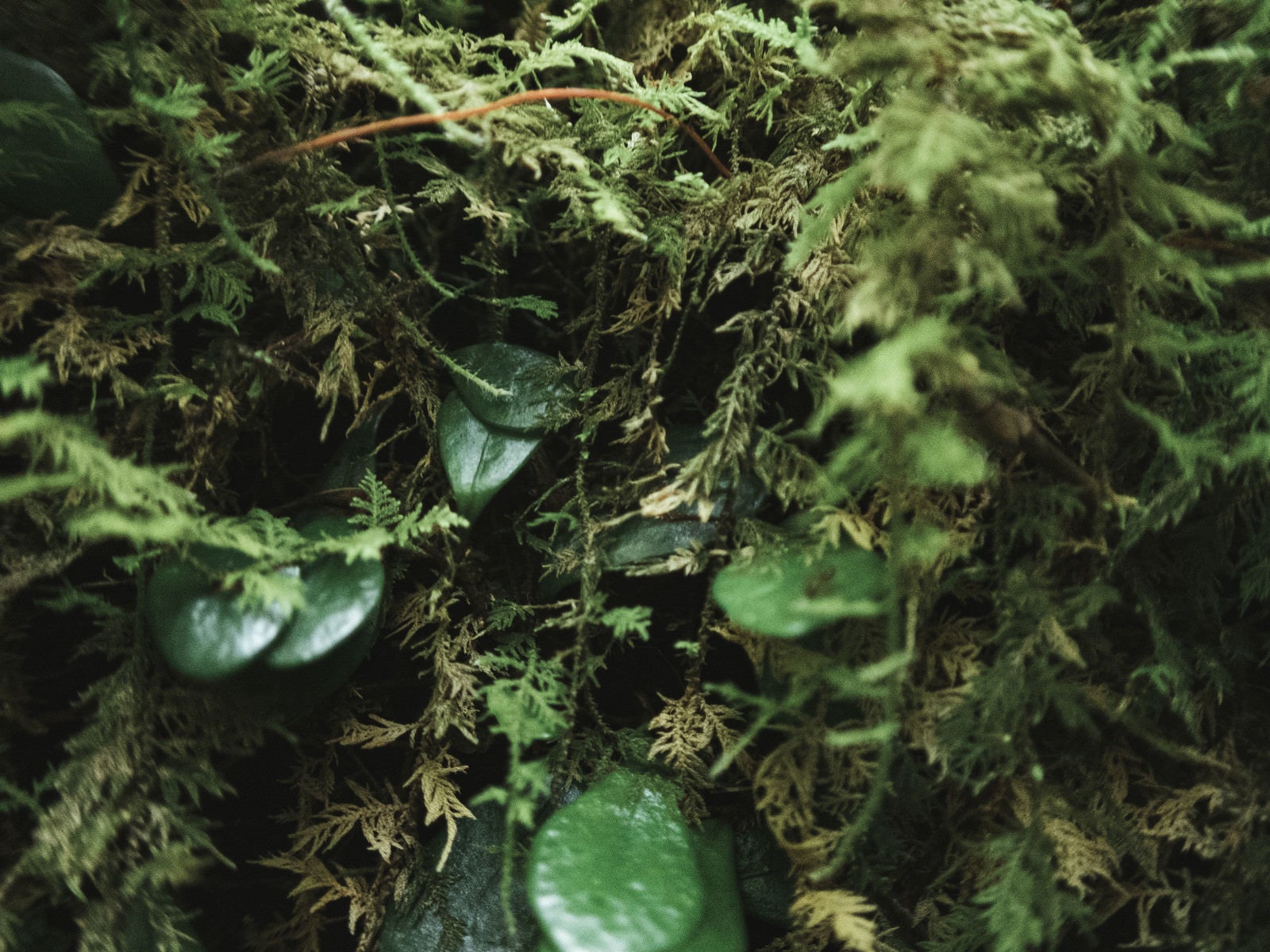 「群生する伊尾木洞のシダ植物と葉」の写真