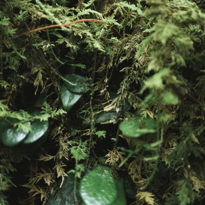 群生する伊尾木洞のシダ植物と葉の写真