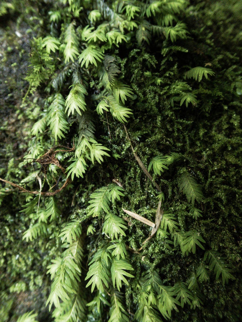 「伊尾木洞の岩肌につく小さなシダ植物」の写真