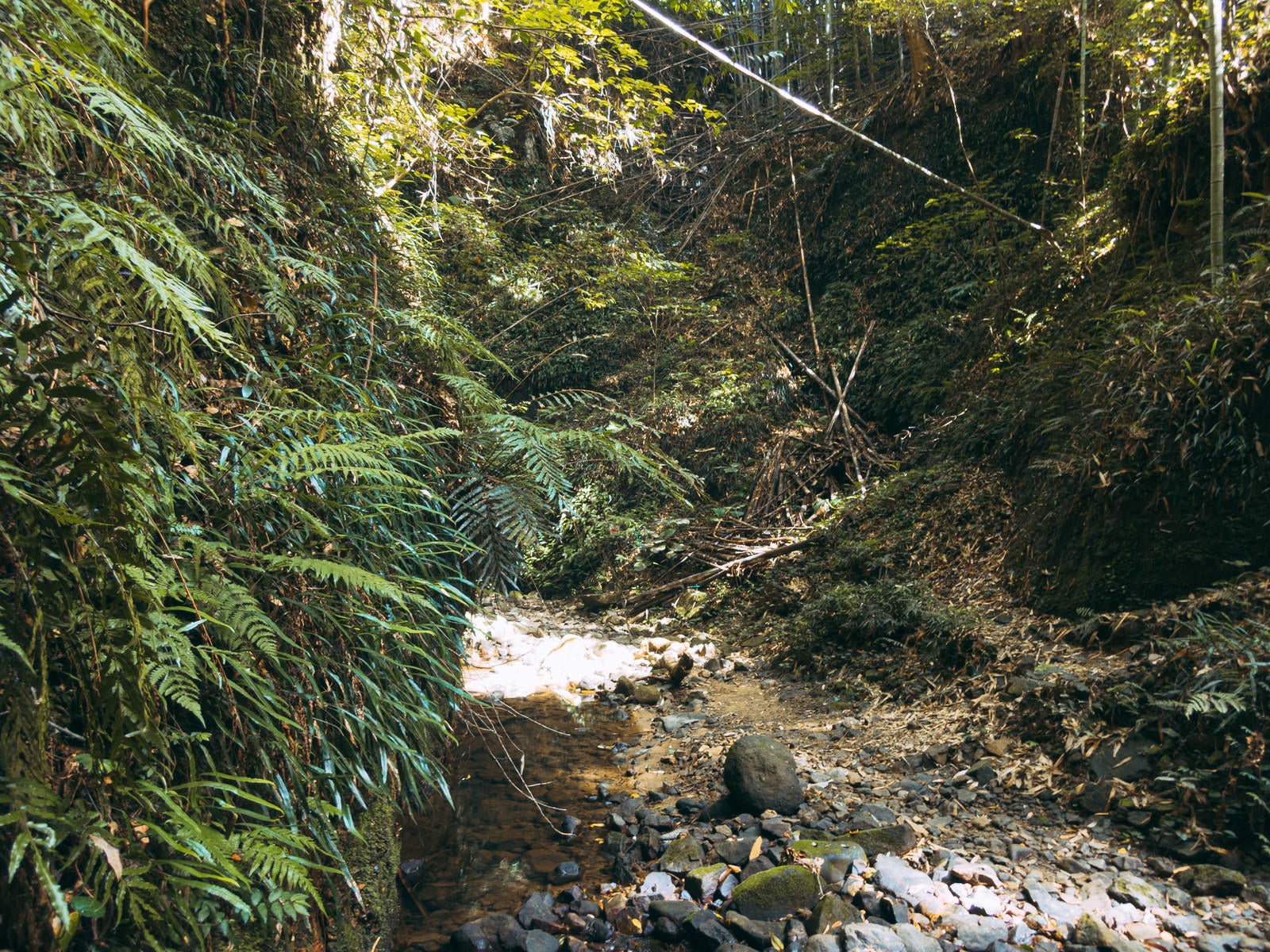 「伊尾木洞の水流脇に育つシダ植物」の写真