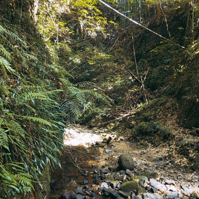 伊尾木洞の水流脇に育つシダ植物の写真