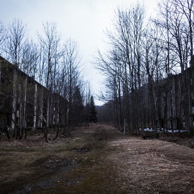 廃墟と立ち枯れの並木道の写真