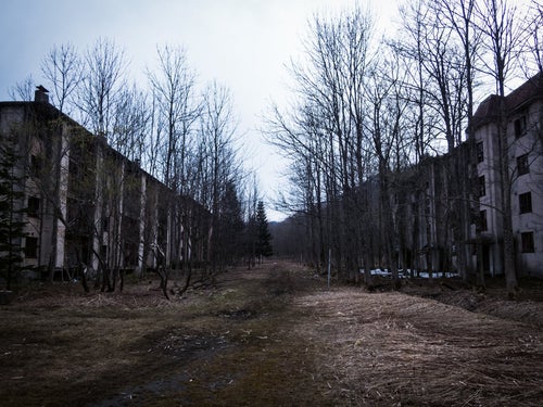 廃墟と立ち枯れの並木道の写真