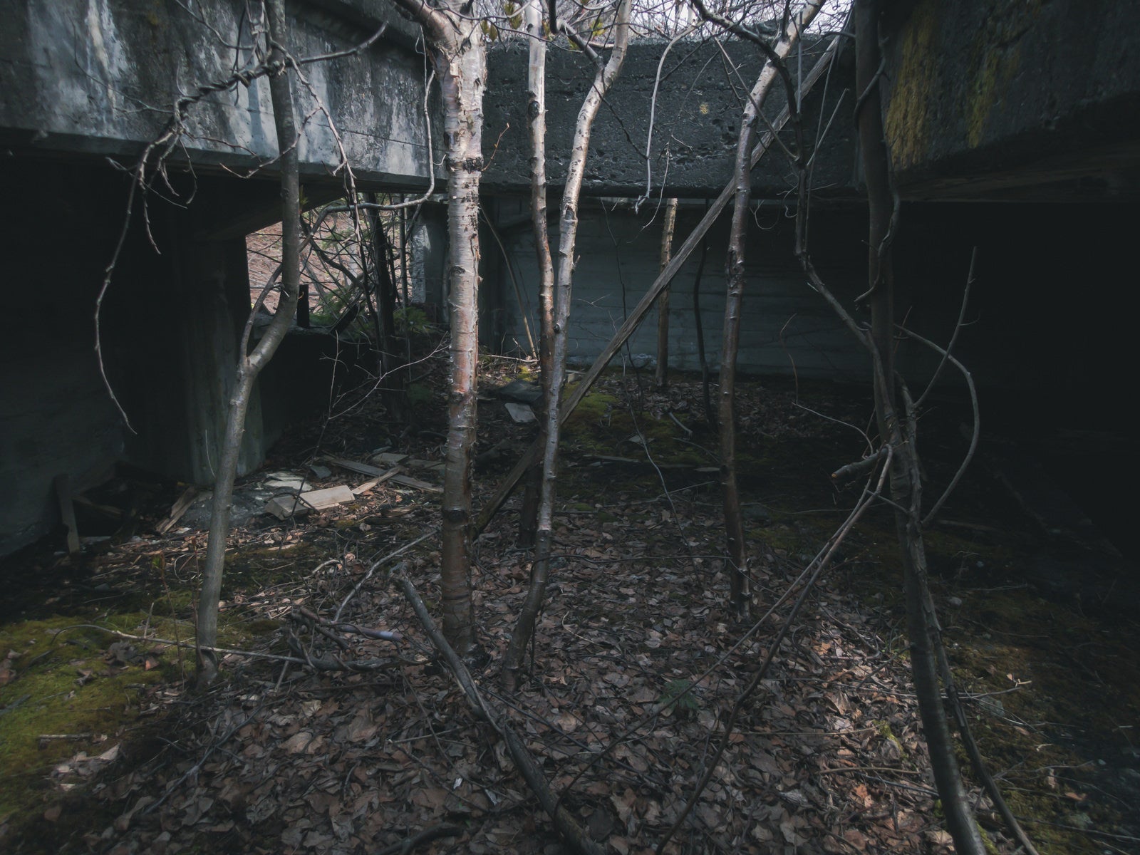 「吹き抜けの廃墟と木々」の写真