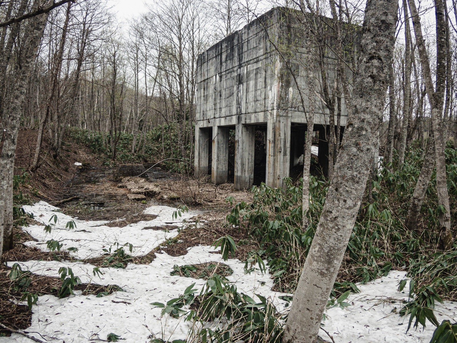 「立ち枯れの木々と荒廃したコンクリートの建造物」の写真