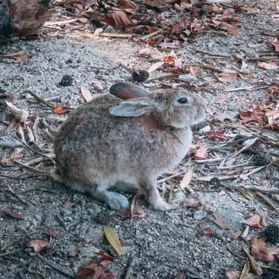 茶色い野ウサギの写真