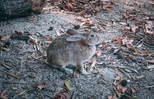 茶色い野ウサギの写真