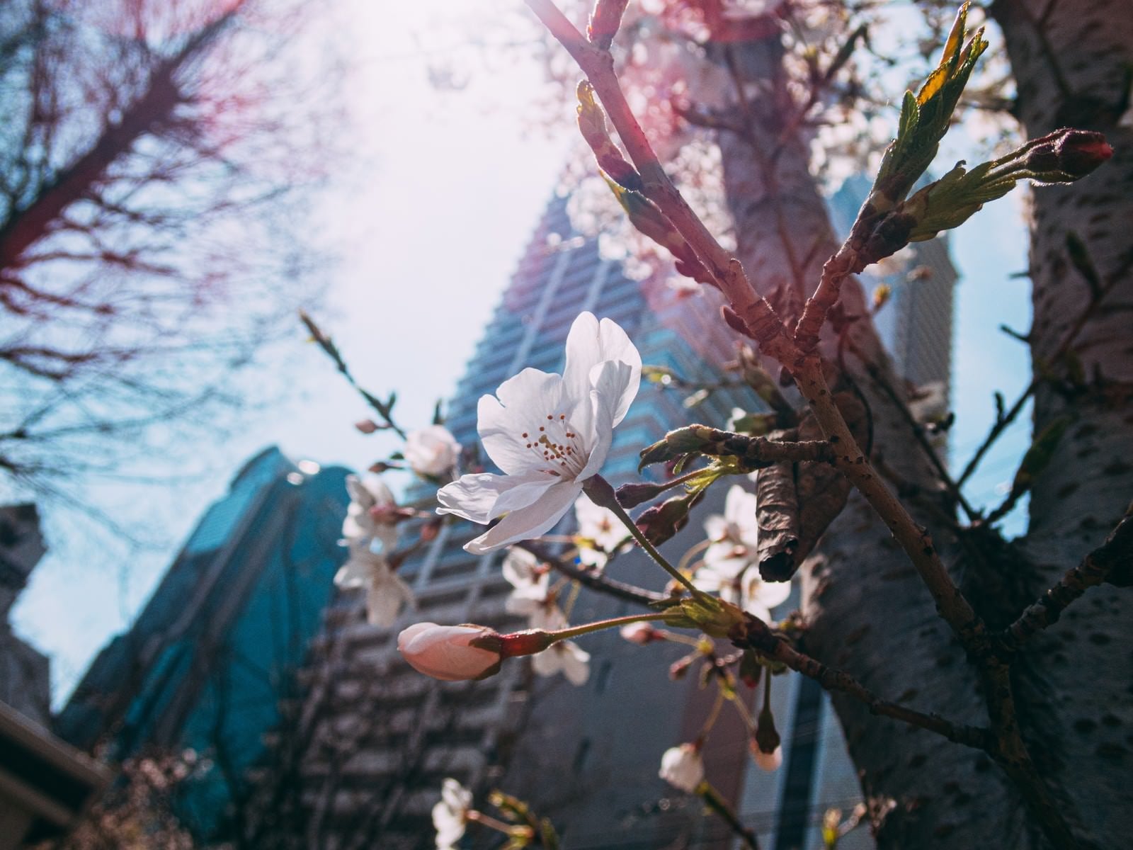 「都会のビルの下で開花する桜」の写真