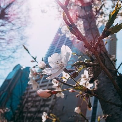 都会のビルの下で開花する桜の写真