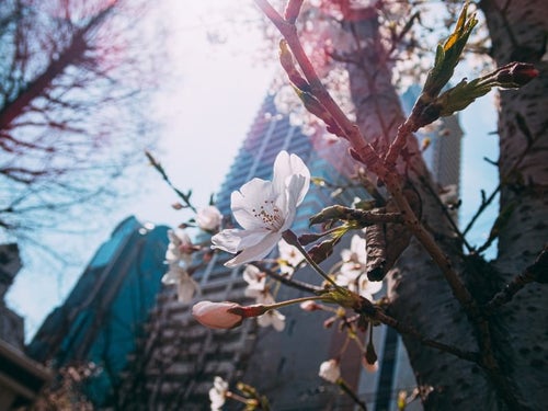 都会のビルの下で開花する桜の写真