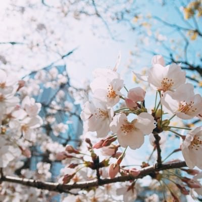 開花した桜越しに見るビル群の写真