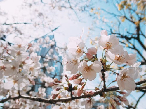 開花した桜越しに見るビル群の写真