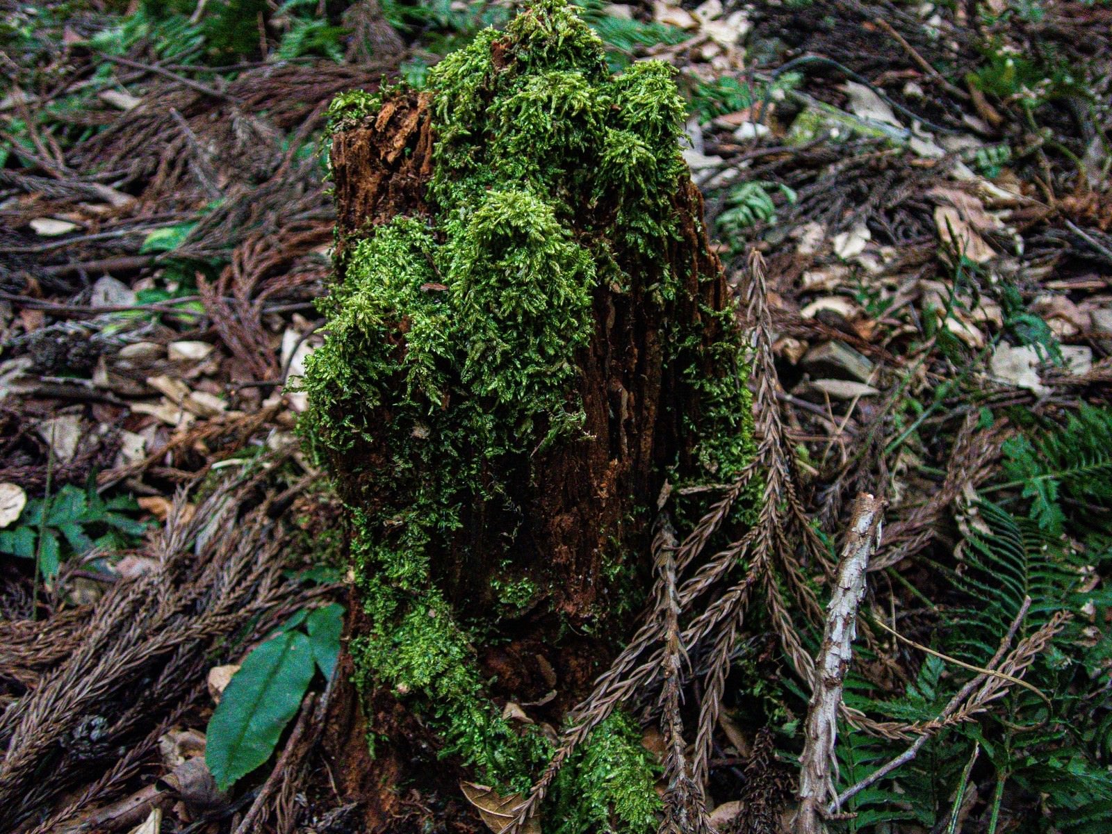 「朽ちた木を覆う苔」の写真