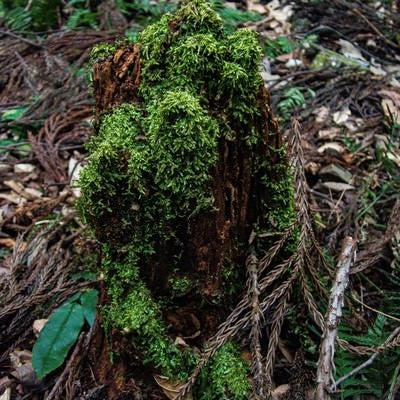 朽ちた木を覆う苔の写真