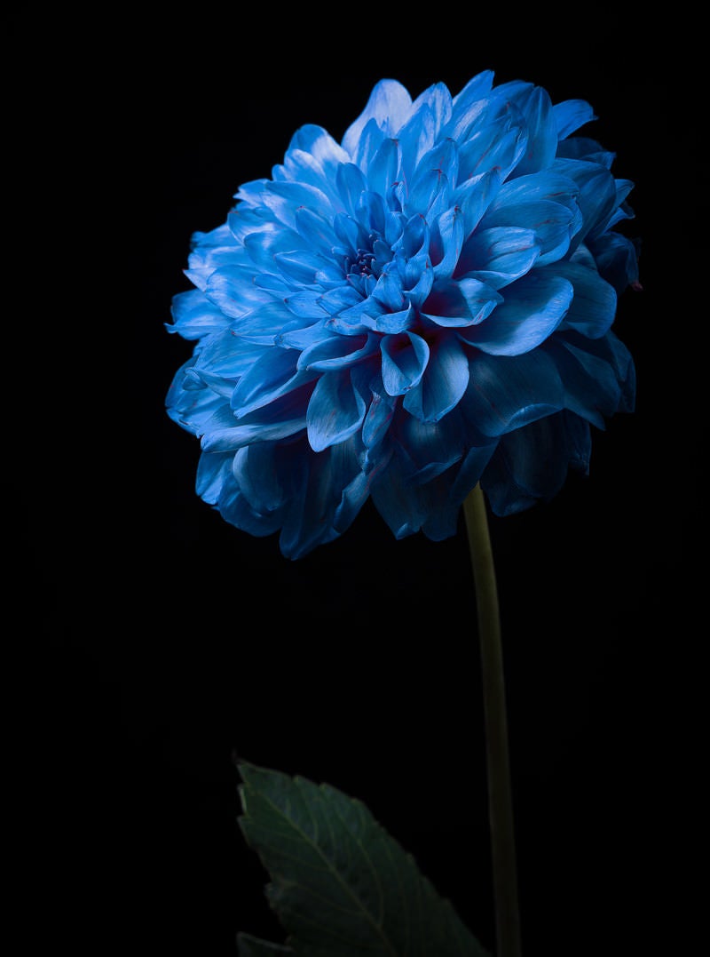 「凛と青く咲く」の写真