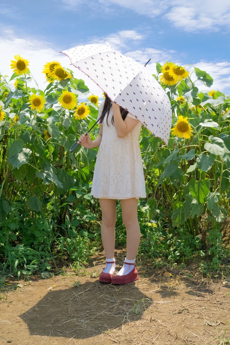 「ひまわり畑と日傘少女」の写真