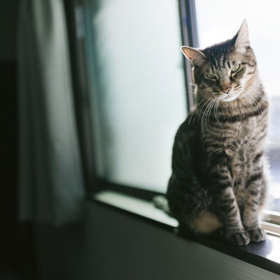 窓際で日向ぼっこ猫の写真