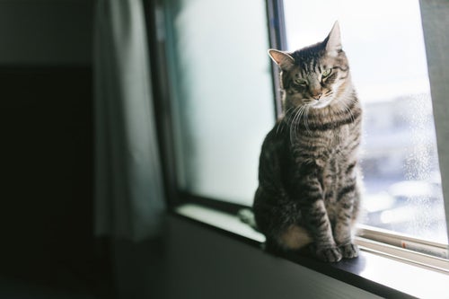窓際で日向ぼっこ猫の写真