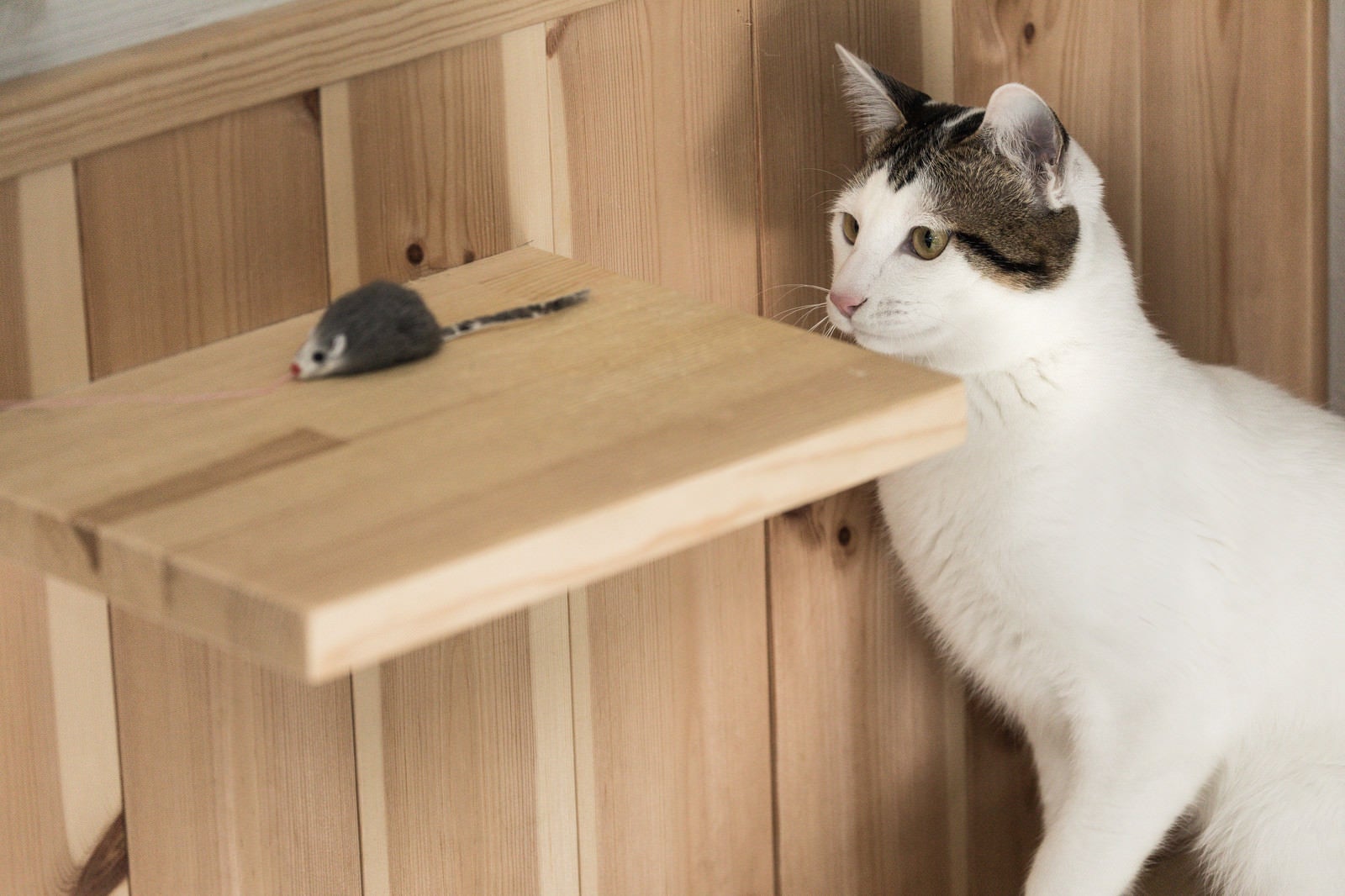 「ネズミのおもちゃに釣られる猫」の写真