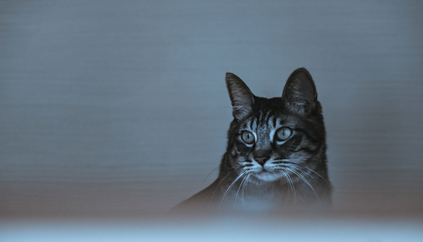 「暗がり猫」の写真