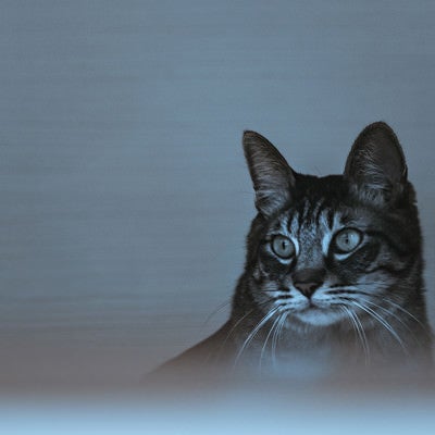 暗がり猫の写真