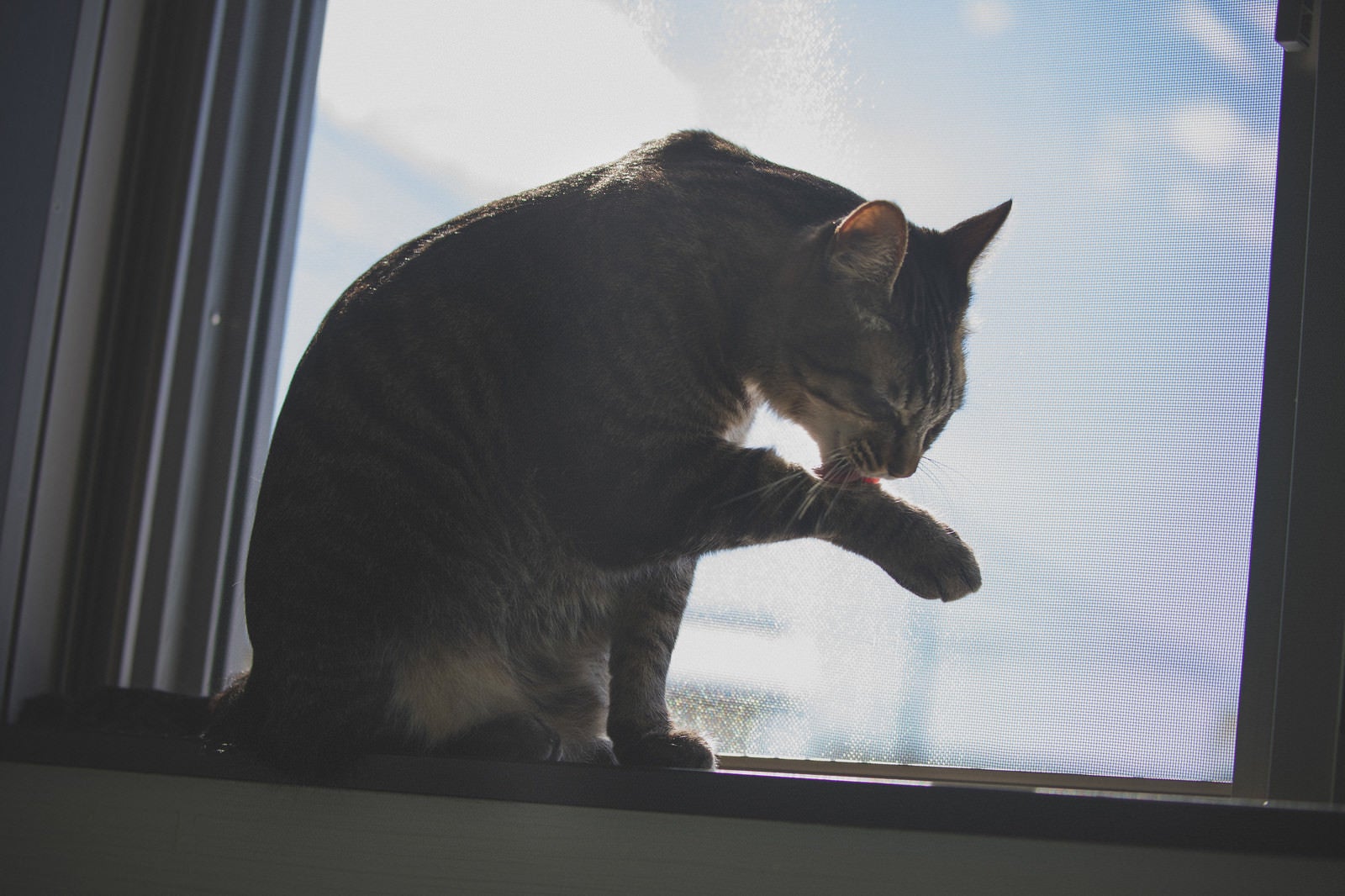 「手を毛づくろいする猫」の写真