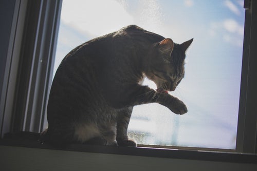 手を毛づくろいする猫の写真