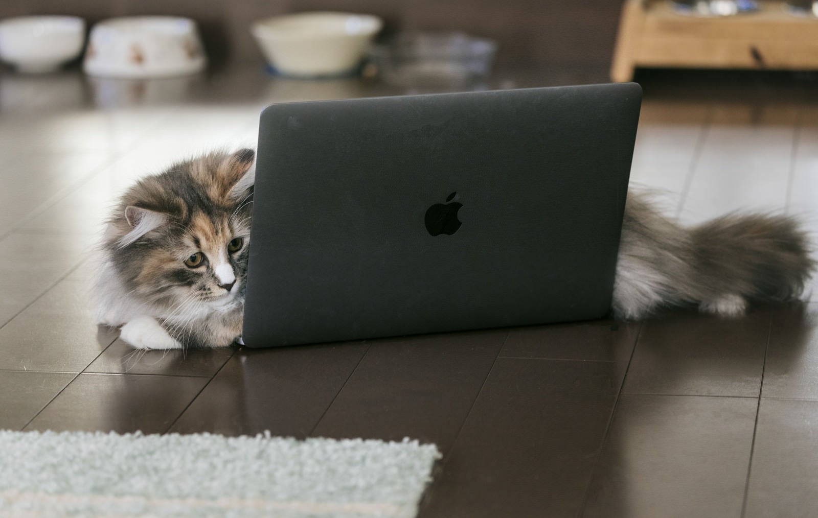 「MacBookの上に横たわる猫」の写真