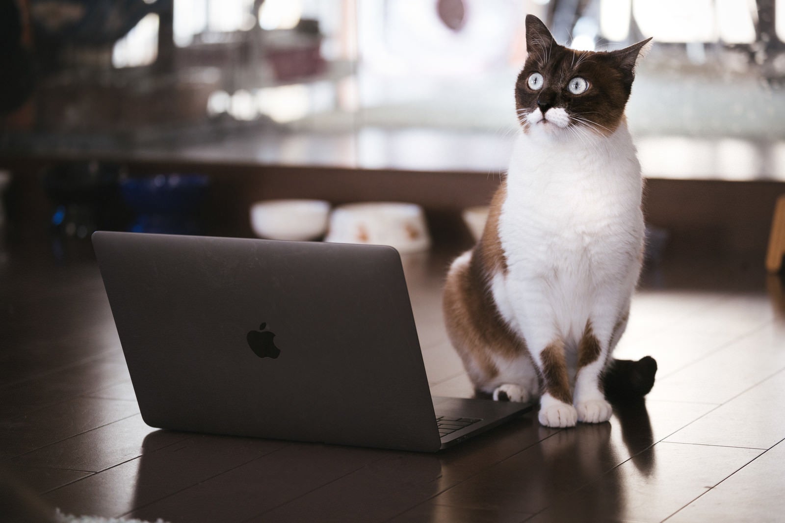 「ノートパソコンを使ってプレゼンする猫」の写真［モデル：プー］