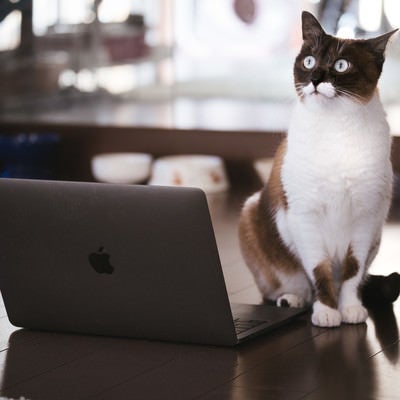 ノートパソコンを使ってプレゼンする猫の写真