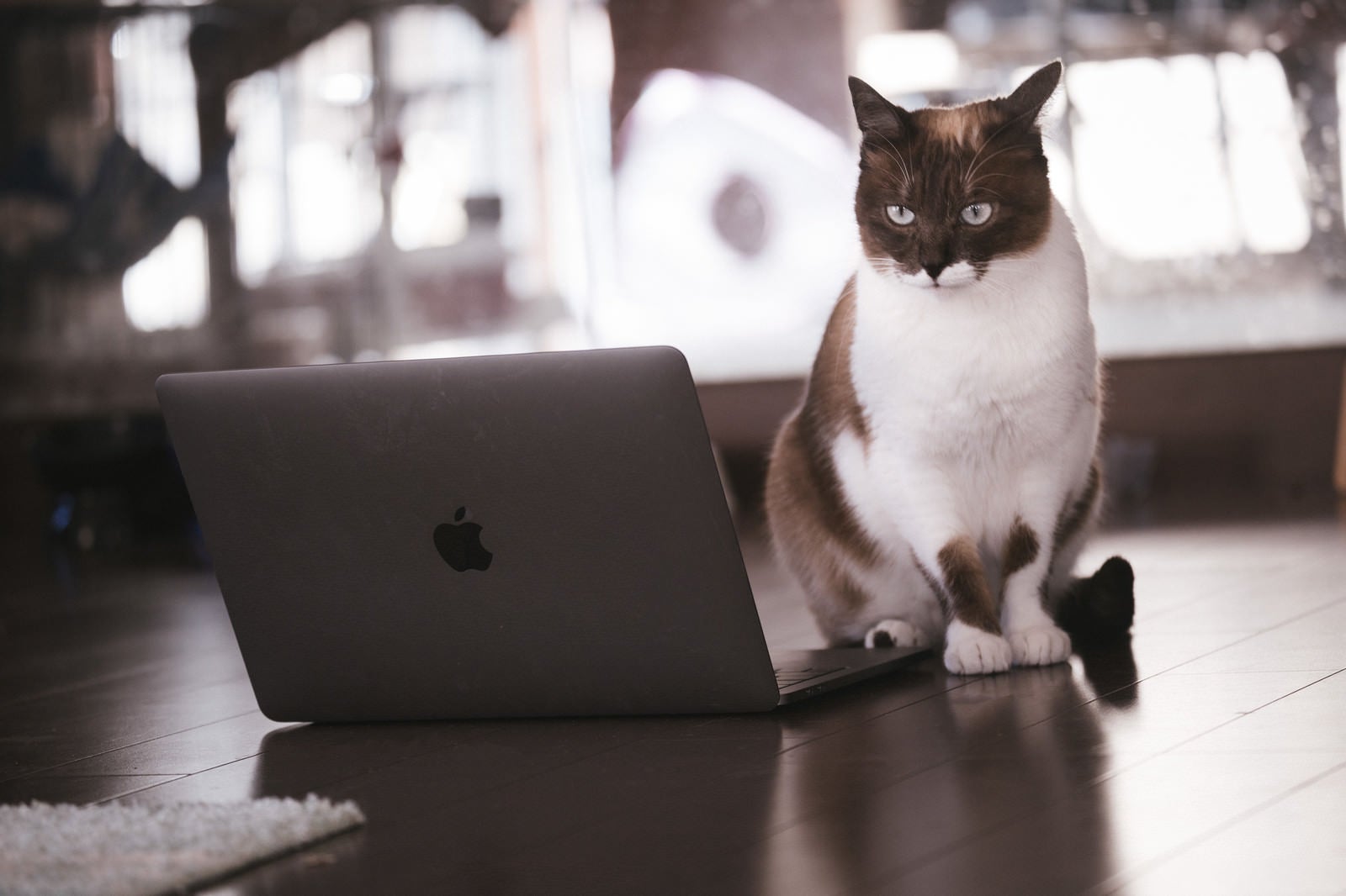 「解読困難なコードに頭を悩ませる猫エンジニア」の写真［モデル：プー］