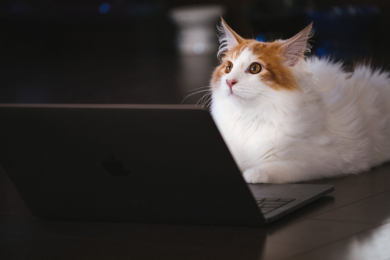 「モフモフの秘書猫」の写真